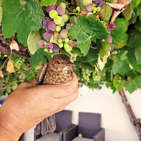 بيت ضيافة Mj 4*