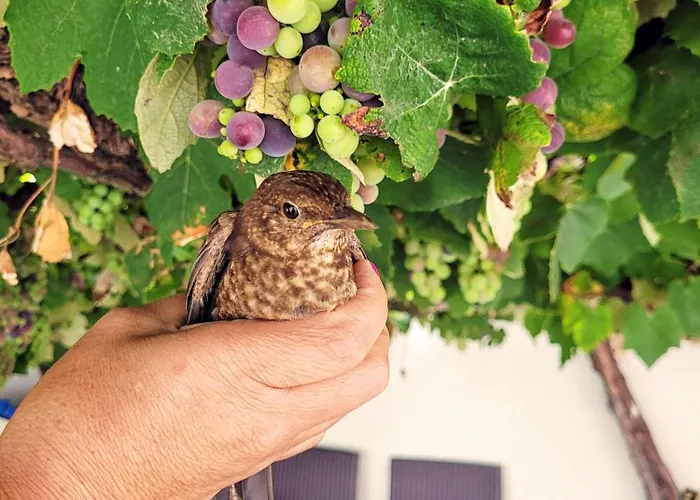 בית הארחה Mj 4*